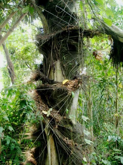 Image of sugar palm