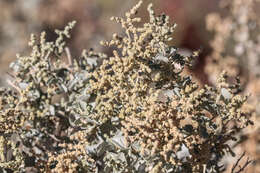 Image of Golden Goosefoot