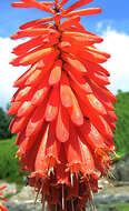 Image of Kniphofia triangularis Kunth