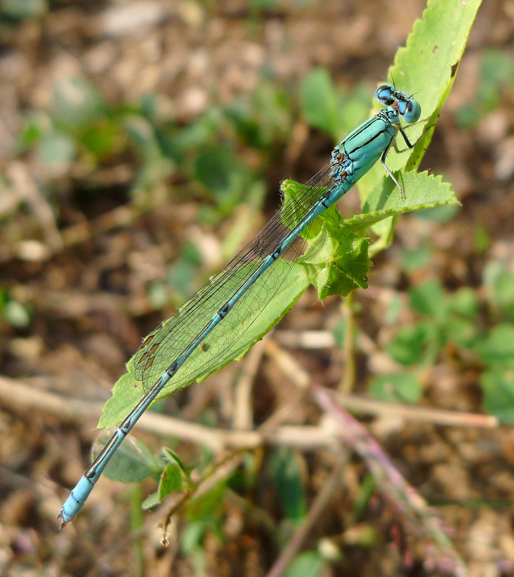 Pseudagrion decorum (Rambur 1842) resmi