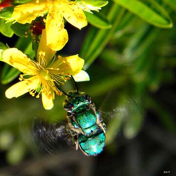 Image of Typical Orchid Bees