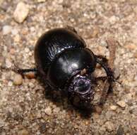 Image of Anoplotrupes