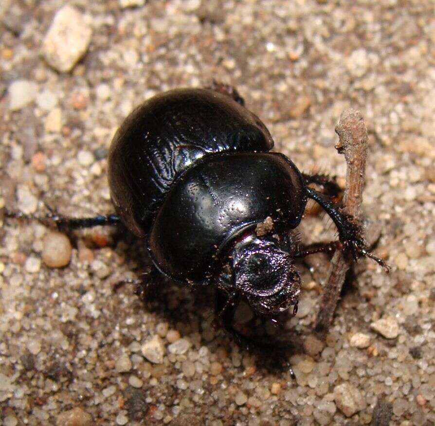 Image of Anoplotrupes