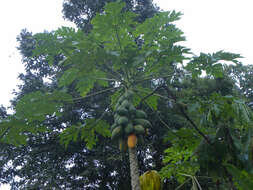 Image of papaya