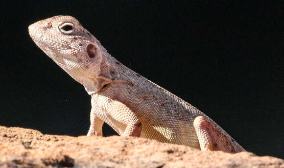 Ctenophorus caudicinctus macropus (Storr 1967) resmi