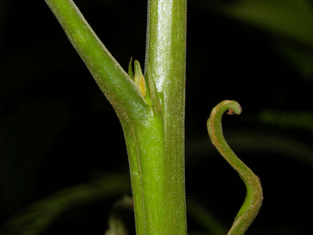 Plancia ëd Parkia pendula (Willd.) Walp.