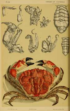 Слика од Pseudocarcinus H. Milne Edwards 1834