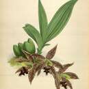 Image of Paphinia cristata (Lindl.) Lindl.