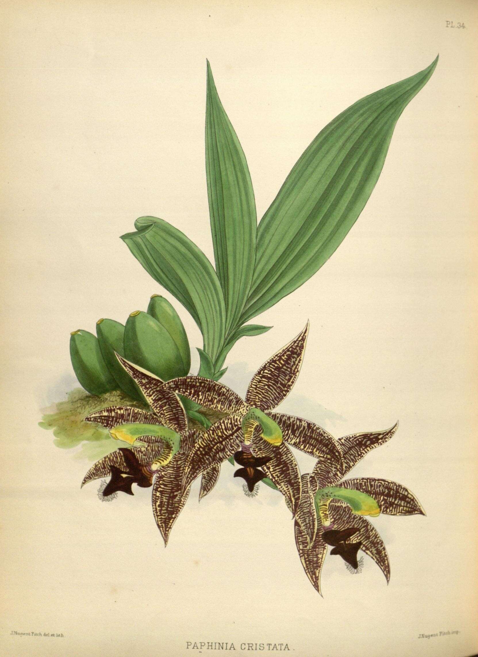 Image of Paphinia