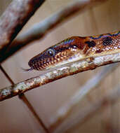 Image of Rainbow Boa