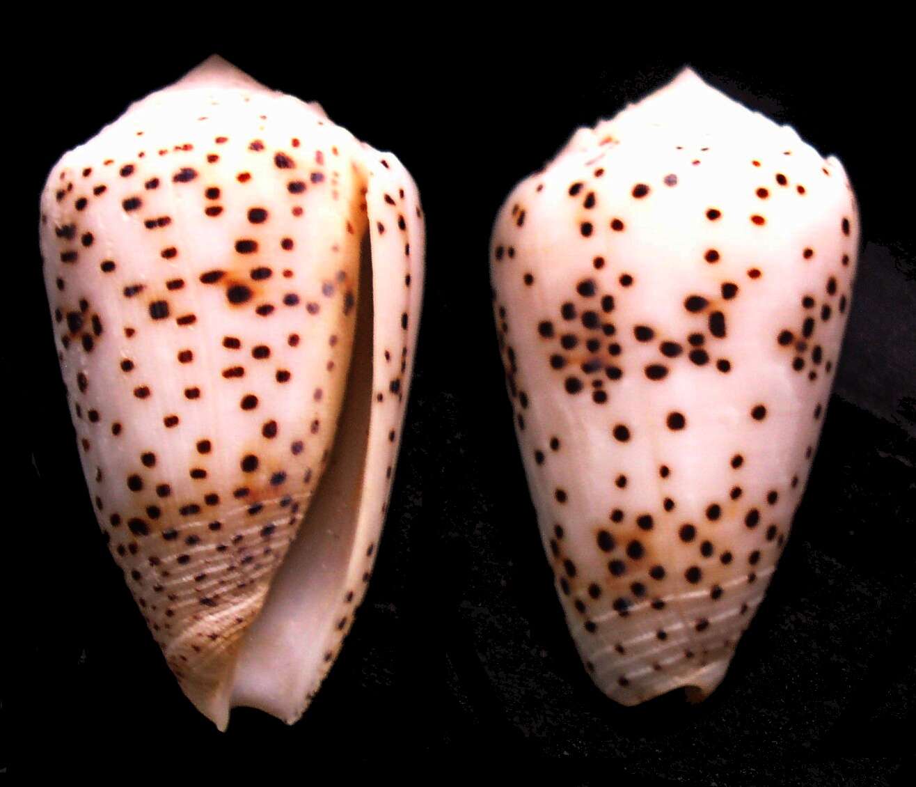 Image of cone snails