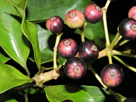 Image of Dendropanax caucanus (Harms) Harms