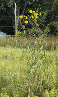 Image of sawtooth sunflower