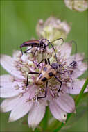 Astrantia major subsp. major resmi