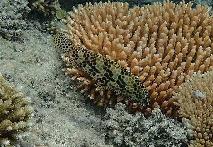 Imagem de Epinephelus hexagonatus (Forster 1801)