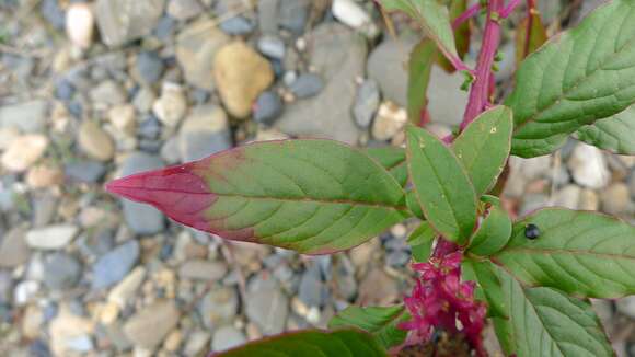 Image of tropical pokeweed