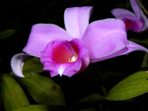 Image of Sobralia labiata Warsz. & Rchb. fil.