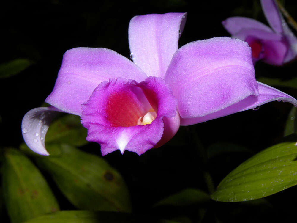 Image of Sobralia labiata Warsz. & Rchb. fil.