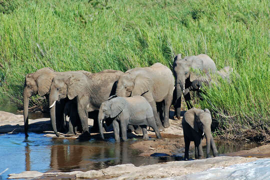 Image of African bush elephant