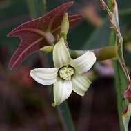 Image of Manihot peltata Pohl