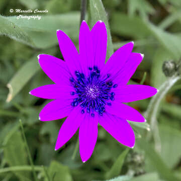 Image of broad-leaved anemone