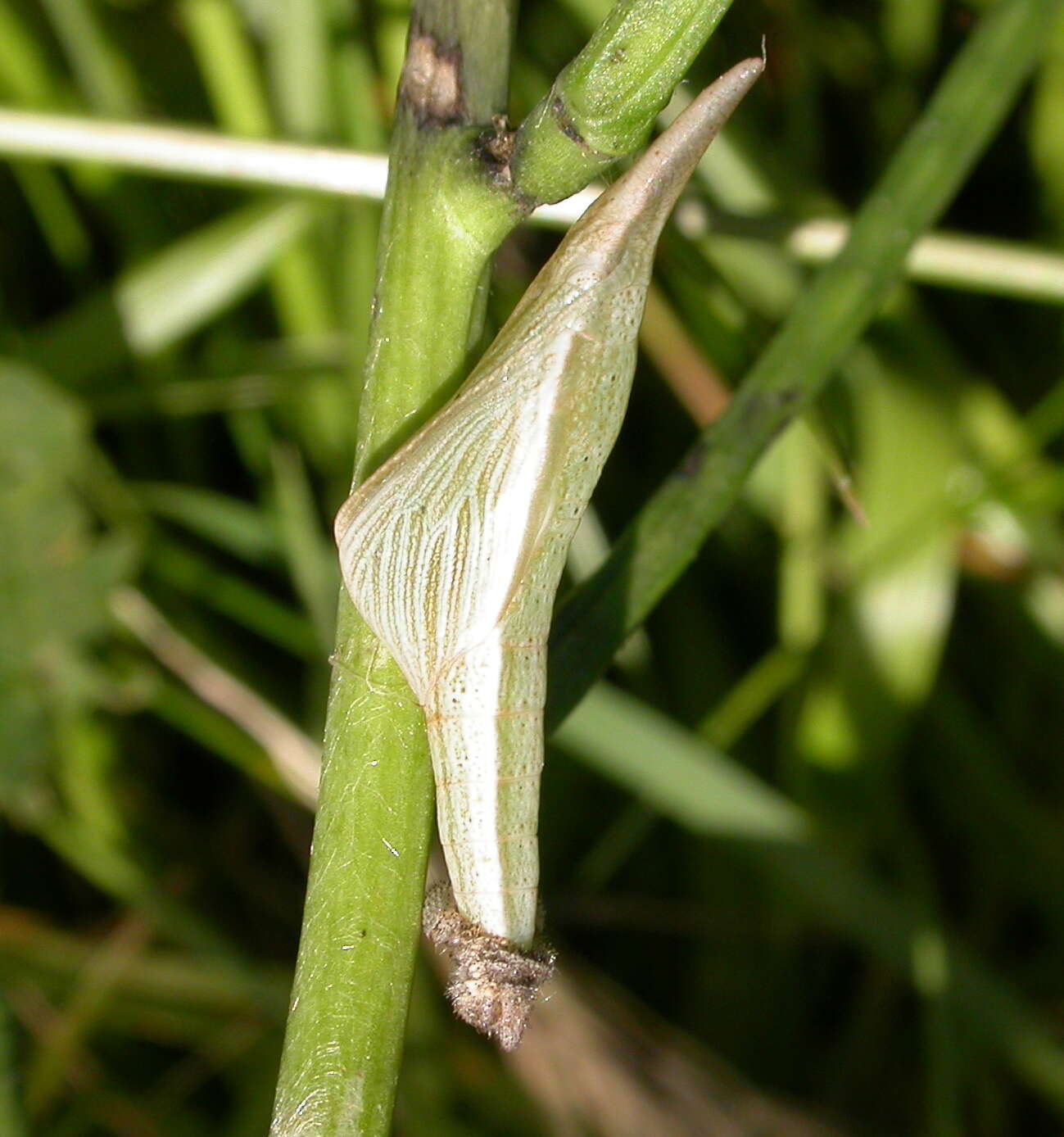 Image of Orangetips