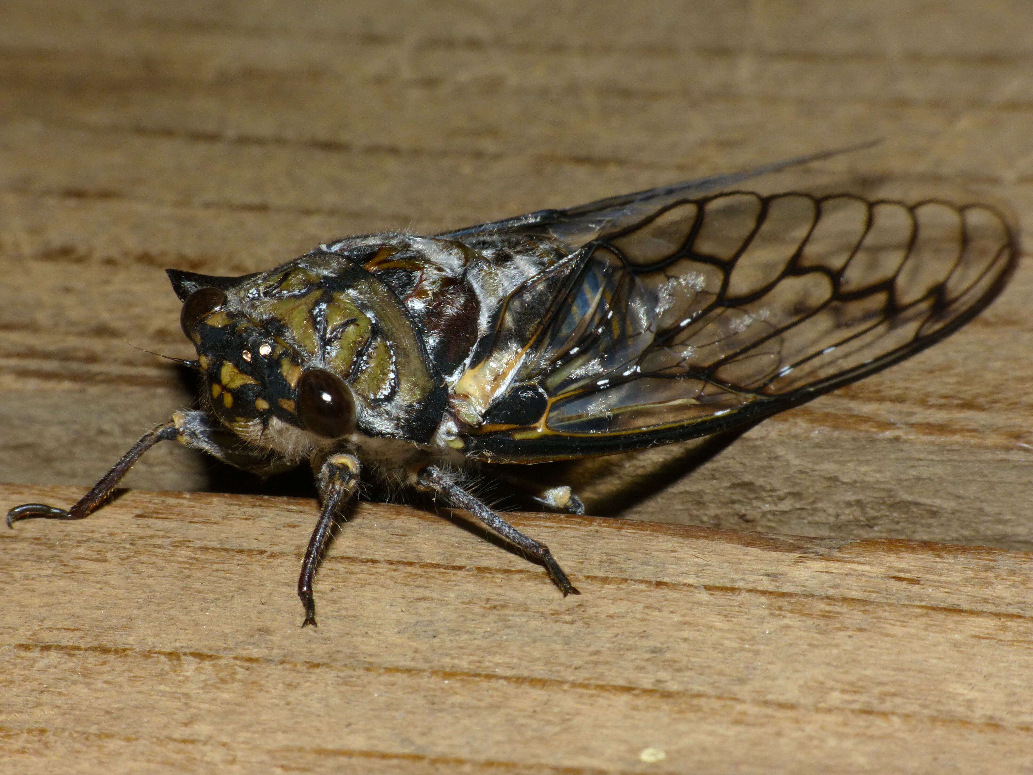 Image of Oxypleura quadraticollis (Butler & A. G. 1874)