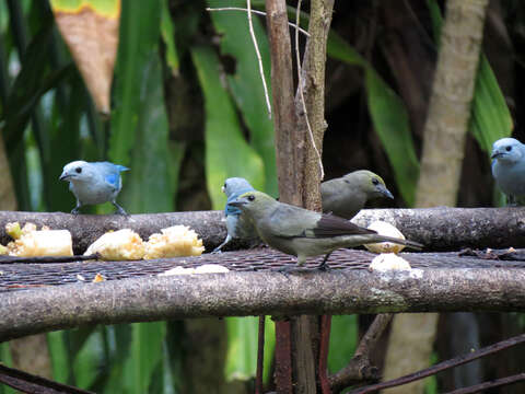 Image of Blue-gray Tanager