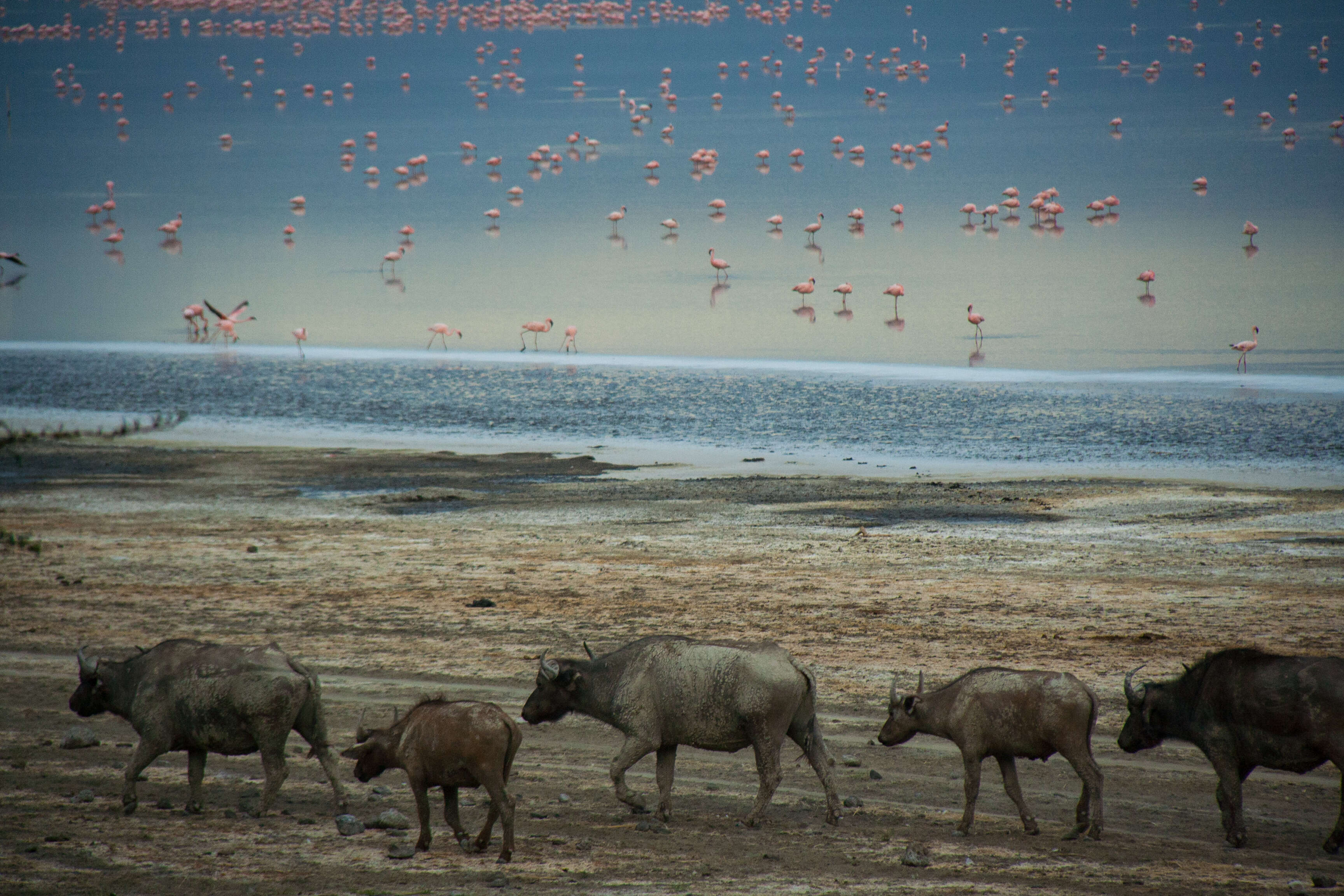 Image of African Buffaloes