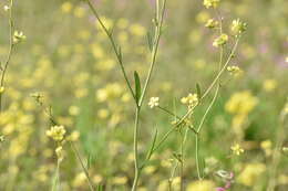 Image of hoary mustard