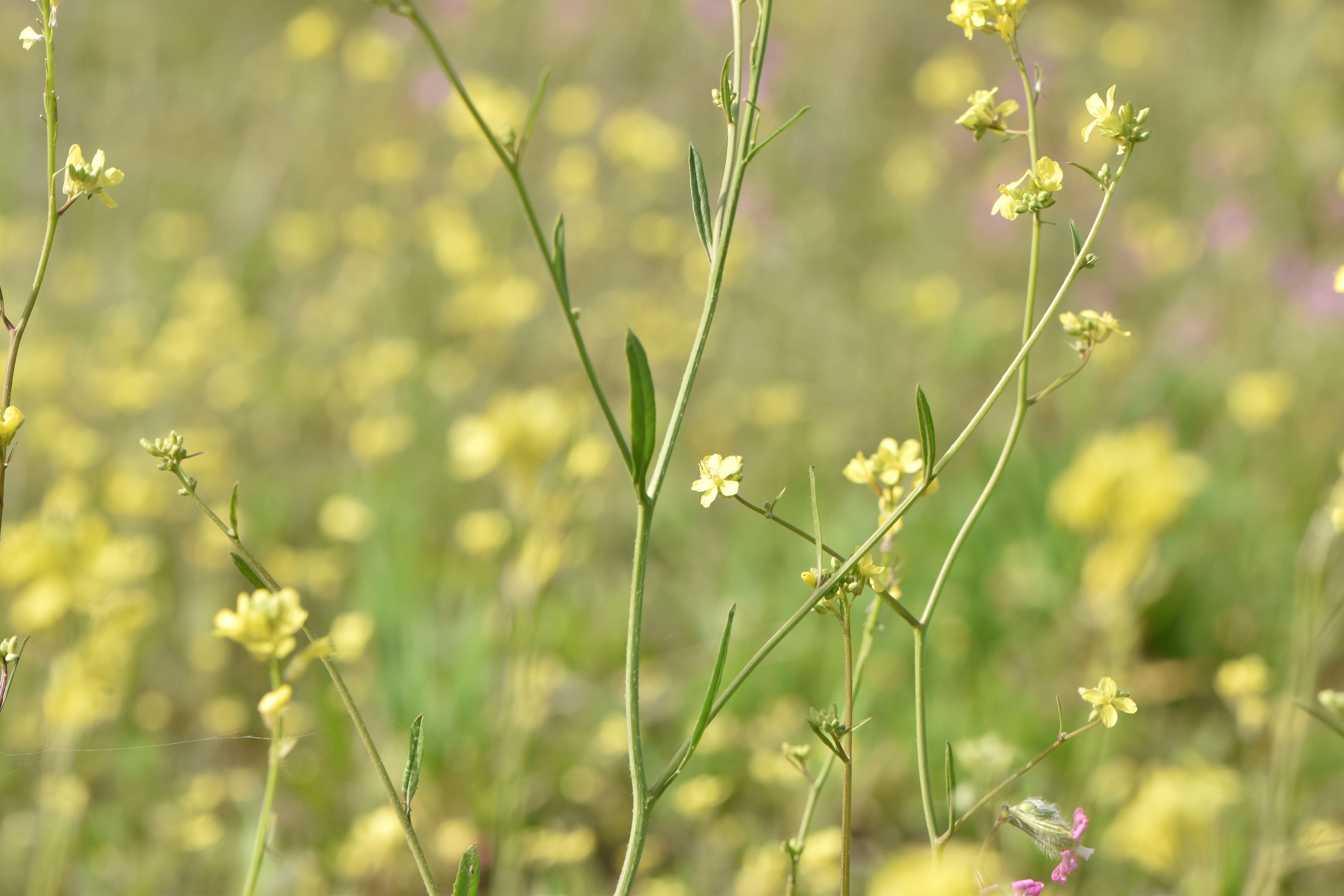 Image of hoary mustard