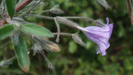 Image of Ruellia paniculata L.