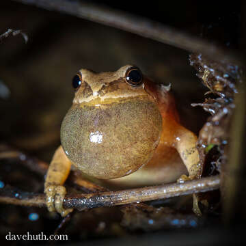 Image of Spring Peeper