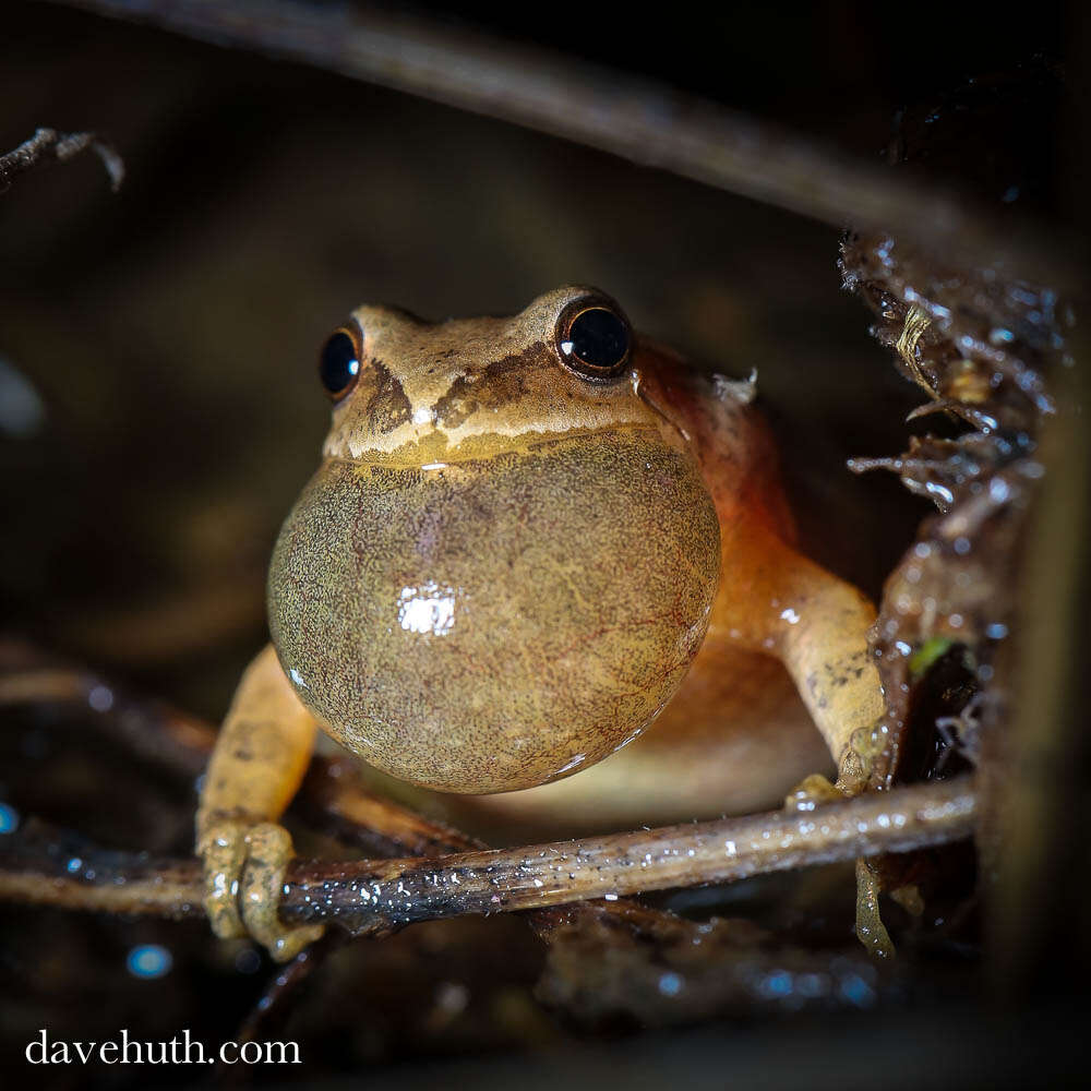 Image of Chorus Frogs