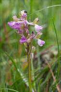 Image of Green-winged Orchid