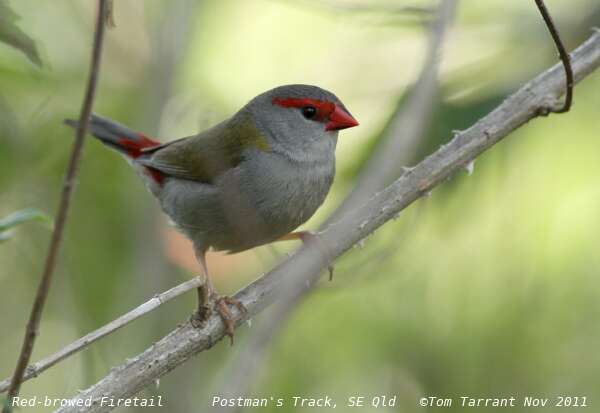 Image of Red-browed Finch