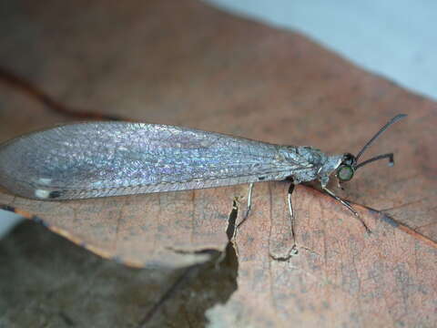 Image of Myrmeleon (Myrmeleon) acer Walker 1853