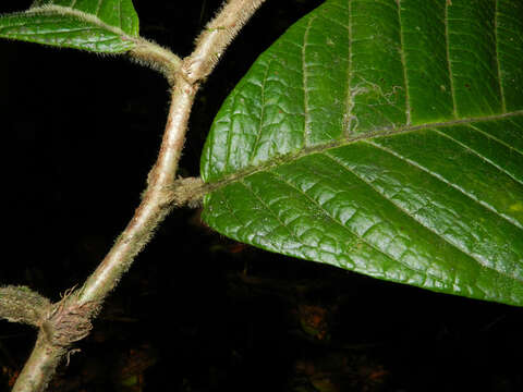 Image of Dichapetalum hammelii G. T. Prance