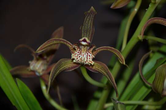 Image de Cymbidium tracyanum L. Castle