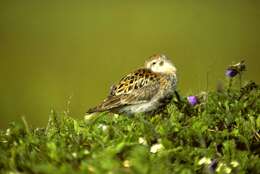 Image de Calidris Merrem 1804