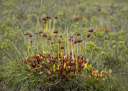 Image of Pitcher plant