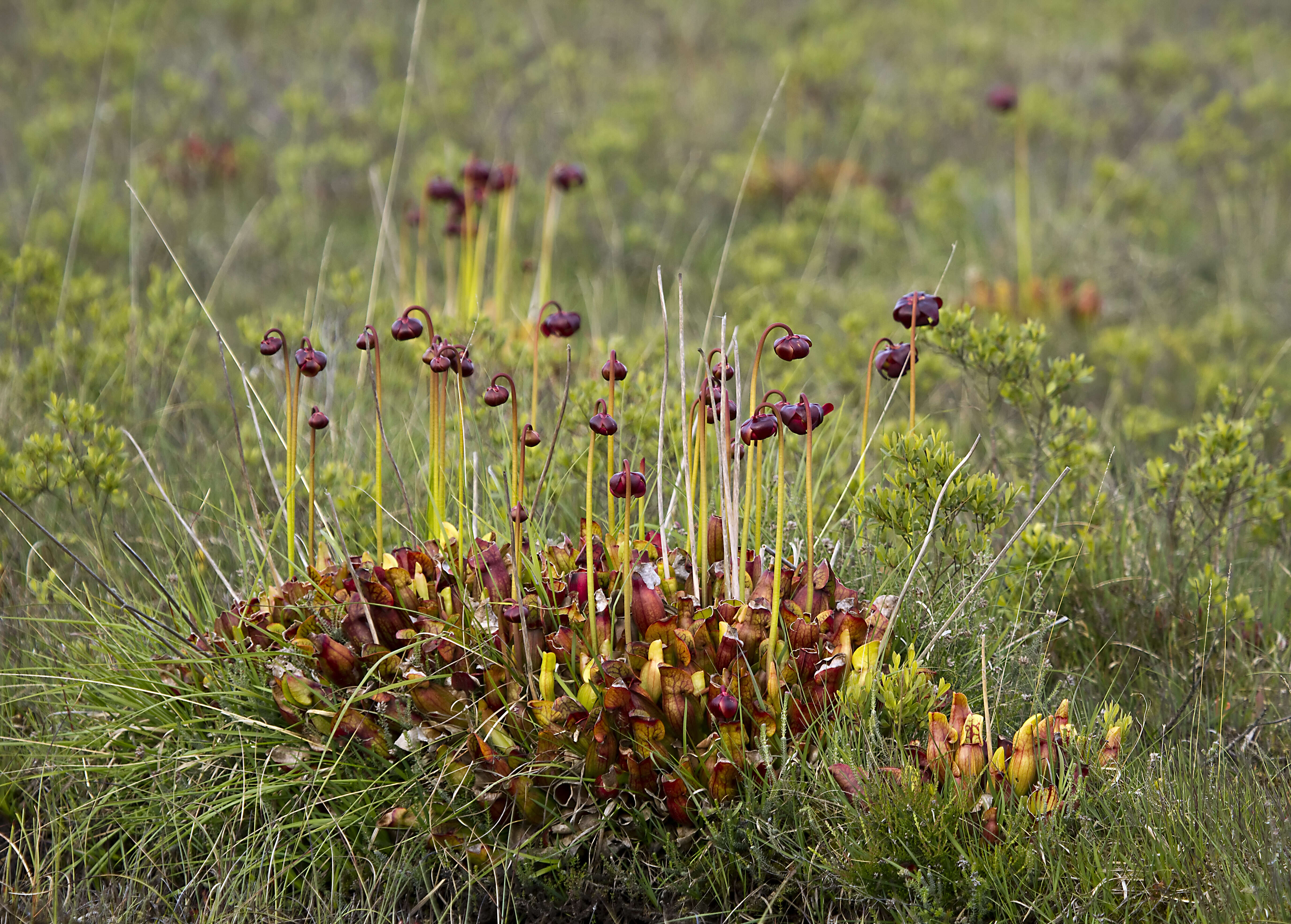 Image of purple pitcherplant