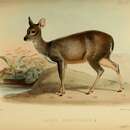 Image of Amazonian Brown Brocket Deer