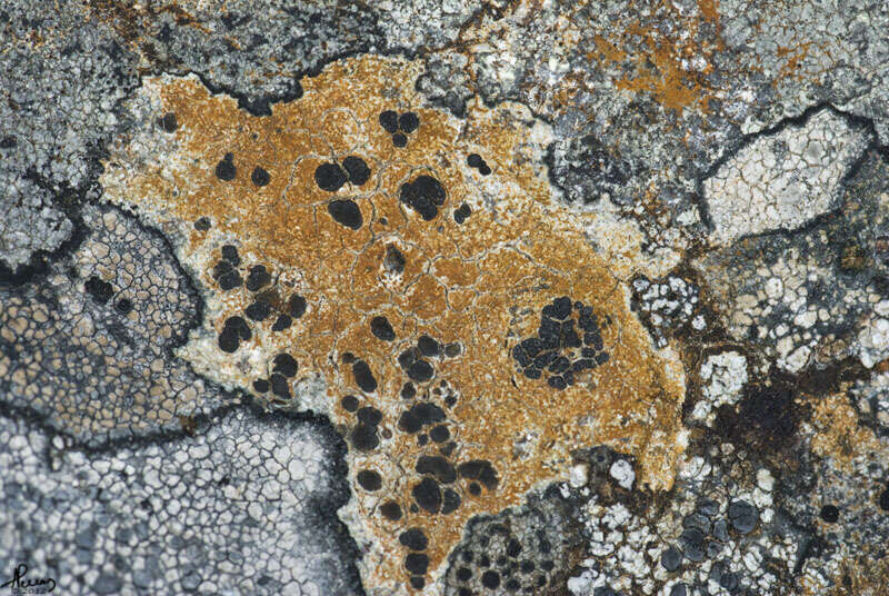 Image of rockloving lecidea lichen