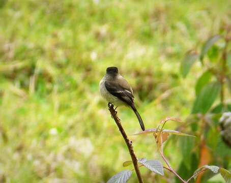 Image of Black-capped Flycatcher