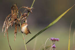 Image of Cisticola Kaup 1829