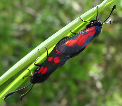 Image of Zygaena trifolii palustrella Verity 1926