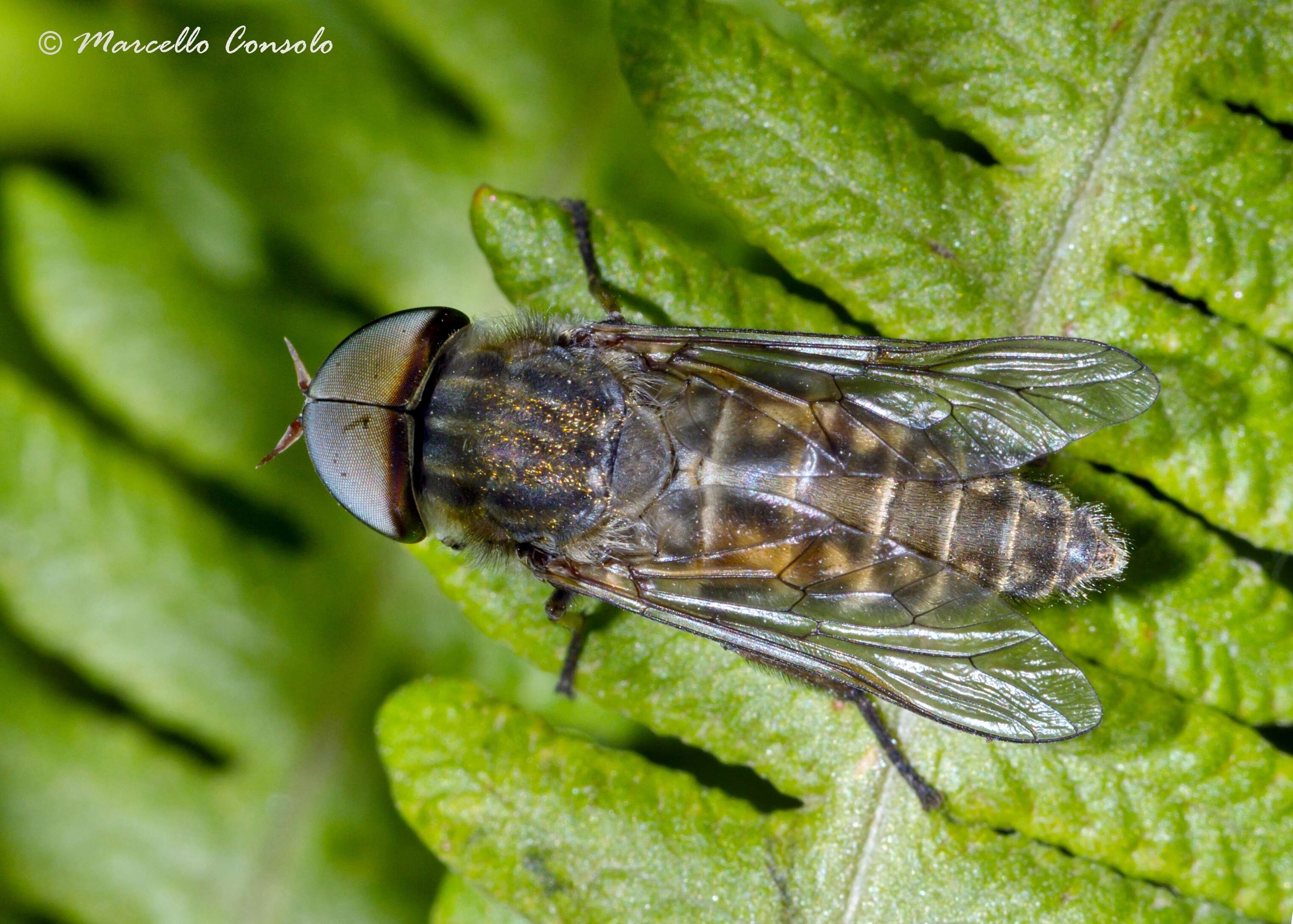 Image of downland horsefly
