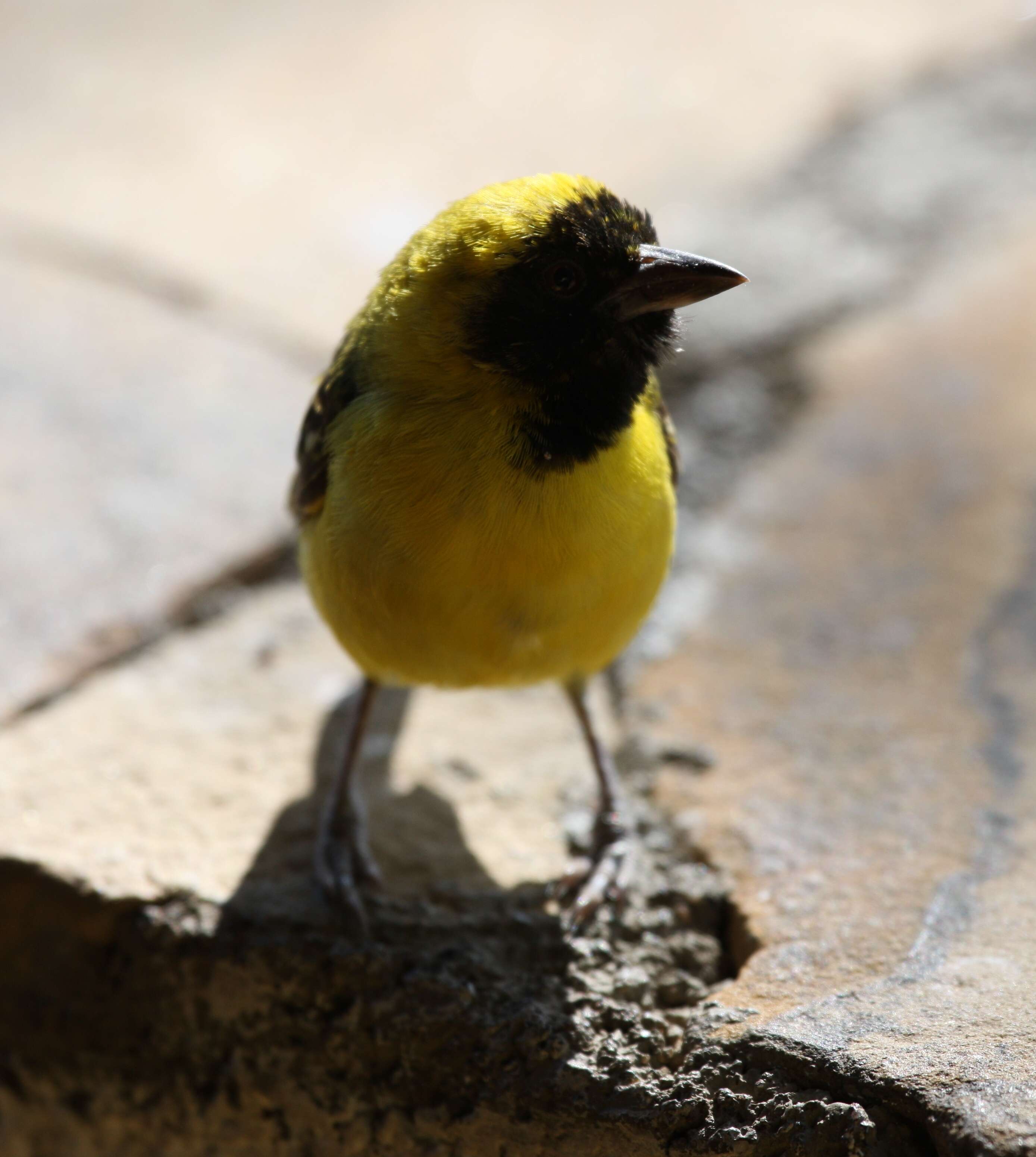 Image of Little Weaver