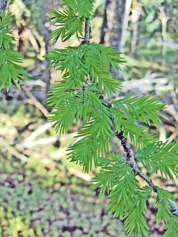 Image of bald cypress